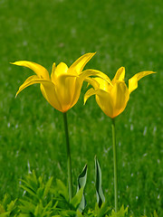 Image showing Two yellow flowers