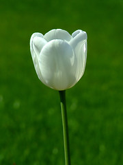 Image showing White tulip