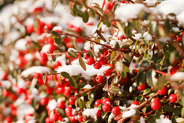 Image showing winter background with red gaultheria and snow