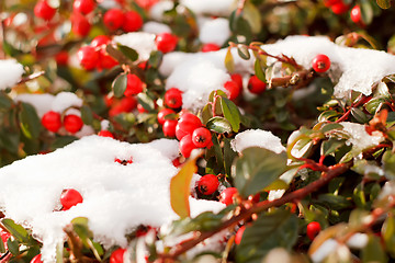 Image showing winter background with red gaultheria and snow