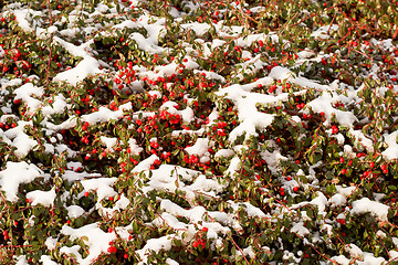 Image showing winter background with red gaultheria and snow