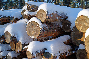 Image showing Pine Logs in Winter