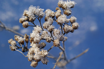 Image showing Snow Crystals on Winter Flower