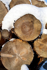 Image showing Pine Logs Snow Background Vertical