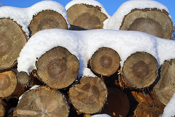 Image showing Pine Logs Under Snow