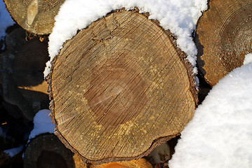 Image showing Pine Timber Growth Rings