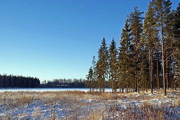 Image showing Forest and Field in Winter