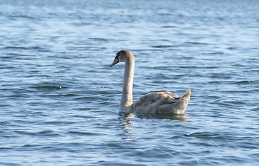 Image showing Young swan