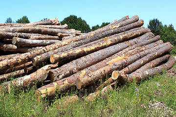 Image showing tree trunks