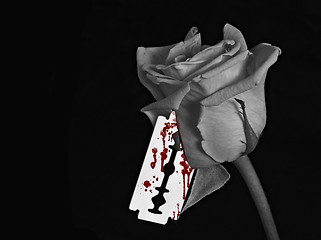 Image showing Bloody Rose