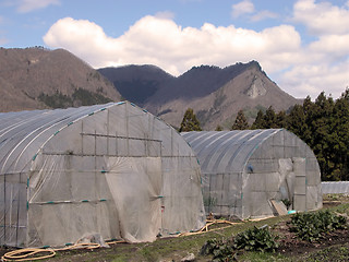 Image showing Glasshouses