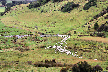 Image showing New Zealand sheep
