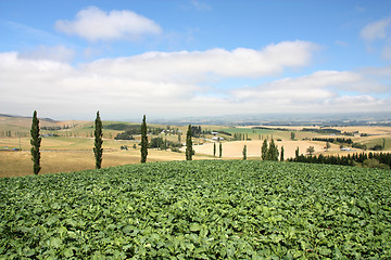 Image showing New Zealand agriculture