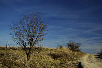Image showing Dry Tree