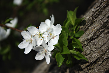 Image showing Tree Blooms