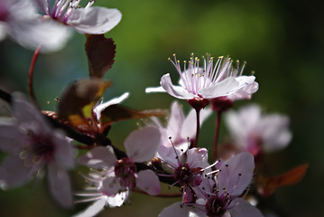 Image showing Dreamy Blossoms