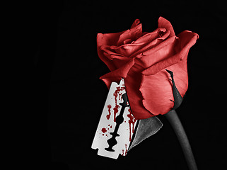 Image showing Bloody Rose