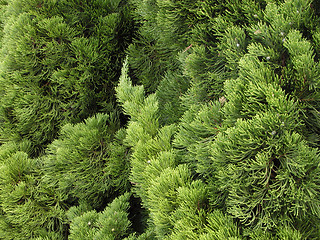 Image showing Green pine texture