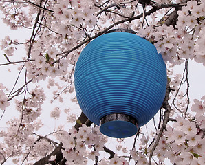 Image showing Blue lantern and flowers