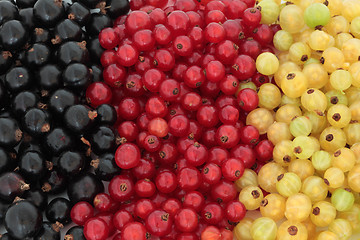 Image showing Black, Red and White Currants