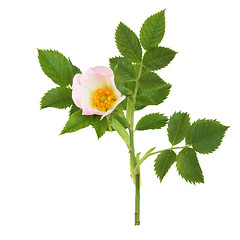 Image showing Wild Rose Flower