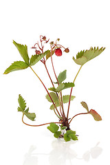 Image showing Wild Strawberry Plant