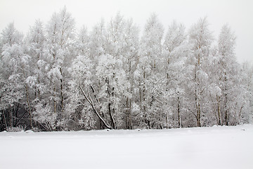 Image showing Winter wood