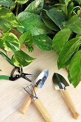 Image showing Gardening tools and houseplants – still life