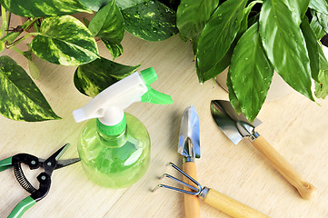 Image showing Gardening tools and houseplants – still life