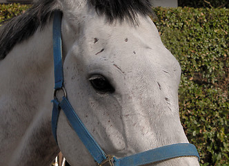 Image showing Horse head