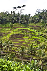 Image showing Bali indonesian terrace