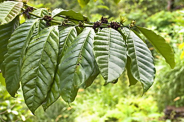 Image showing Fresh tobacco leaves