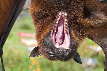 Image showing Sleepy bat