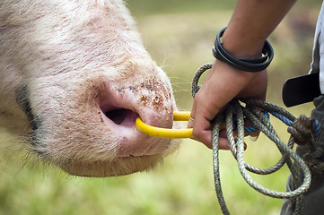 Image showing Buffalo nose