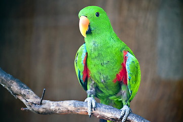 Image showing Green macaw standing