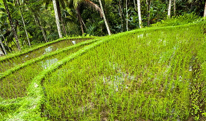 Image showing Indonesian rice terrace