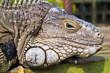 Image showing Iguana Head