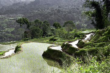 Image showing Green rice terrace