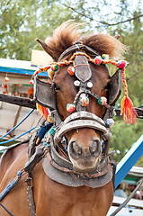 Image showing Transport horse