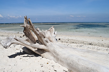 Image showing Dead tree in a paradise