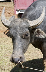 Image showing  Buffalo face