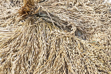 Image showing Rice is drying