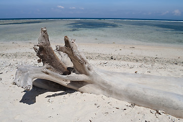 Image showing Dead tree on the beach