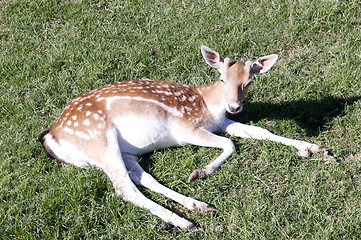 Image showing Alone brocket