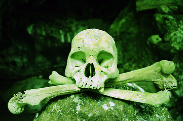 Image showing Poisonous Skull