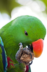 Image showing Green macaw close up