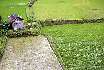 Image showing  Green Rice plantation