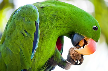 Image showing Macaw is eating