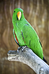 Image showing Macaw on branch