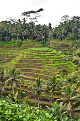 Image showing Bali indonesian terrace